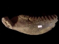 藏品(古菱齒象下顎骨化石)的圖片